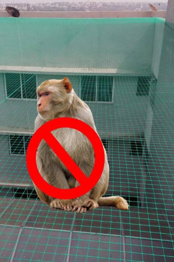 Monkey Safety Nets in Coimbatore