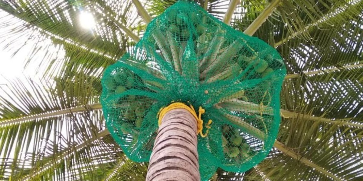 Coconut Tree Safety Nets in Coimbatore