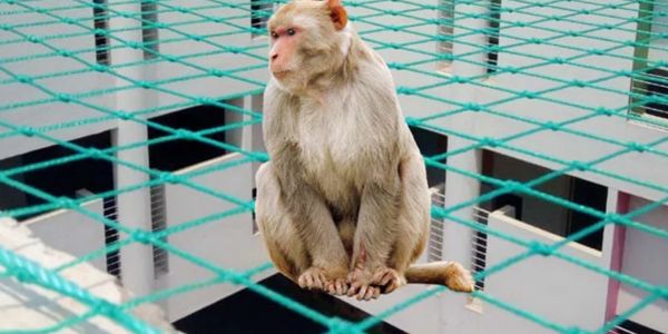 Monkey Safety Nets in Coimbatore